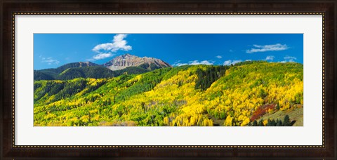 Framed Aspen trees with mountain in the background, Sunshine Peak, Uncompahgre National Forest, near Telluride, Colorado, USA Print