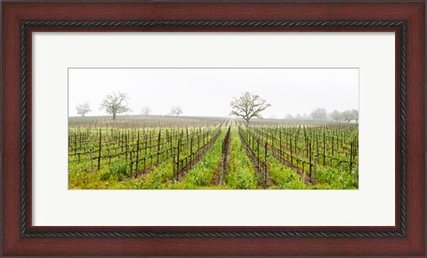 Framed Oak trees in a vineyard, Guerneville Road, Sonoma Valley, Sonoma County, California, USA Print