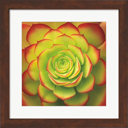 Framed Fiery Succulent Print