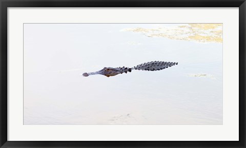 Framed Crocodile in a pond, Boynton Beach, Florida, USA Print