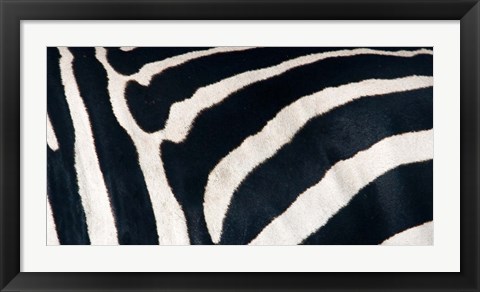 Framed Zebra stripes Print