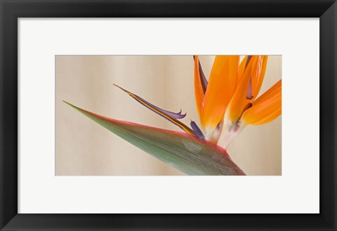 Framed Strelitzia in bloom, California Print