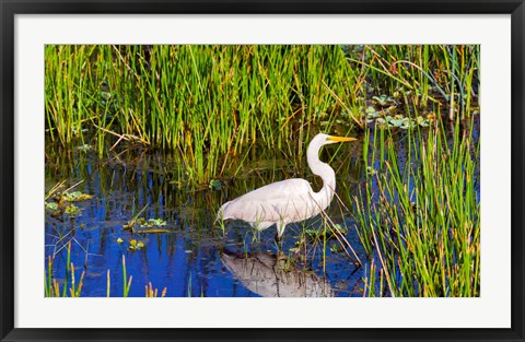 Framed Reflection of white crane in pond, Boynton Beach, Florida, USA Print