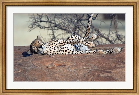Framed Cheetah, Ndutu, Ngorongoro, Tanzania Print