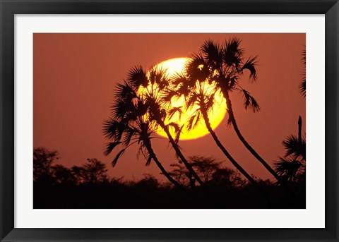 Framed Sunrise behind silhouetted trees, Kenya, Africa Print