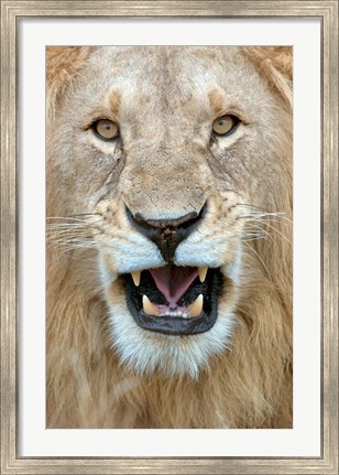 Framed Close-up of a lion (Panthera leo) yawning, Masai Mara National Reserve, Kenya Print