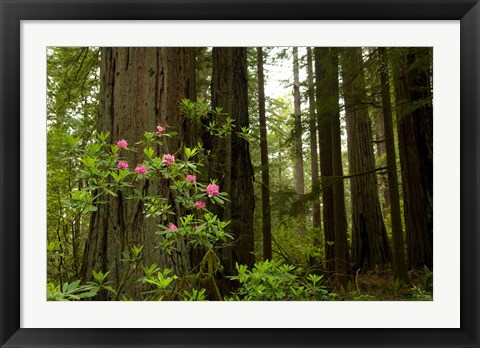 Framed Redwood trees and rhododendron flowers in a forest, Del Norte Coast Redwoods State Park, Del Norte County, California, USA Print