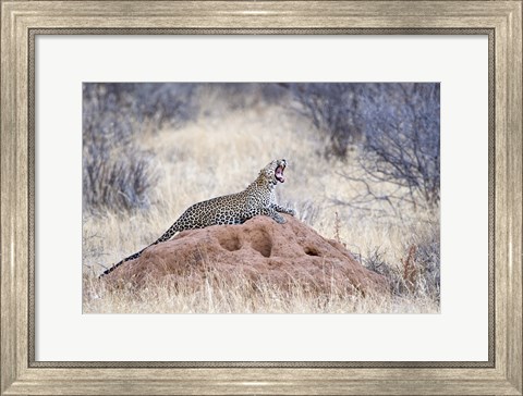 Framed Leopard (Panthera pardus) yawning on a termite mound, Kenya Print