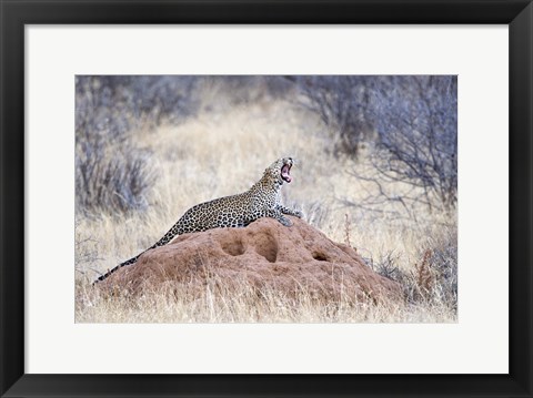 Framed Leopard (Panthera pardus) yawning on a termite mound, Kenya Print