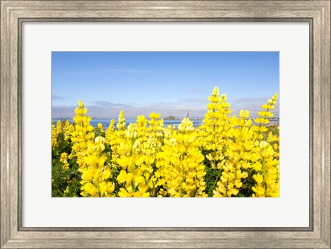 Framed Yellow lupines in a field, Del Norte County, California, USA Print