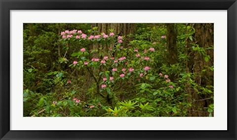 Framed Del Norte Coast Redwoods State Park, Del Norte County, California Print