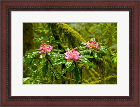 Framed Rhododendron flowers in a forest, Jedediah Smith Redwoods State Park, Crescent City, Del Norte County, California, USA Print