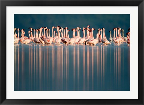 Framed Flamingo Reflections in a lake, Lake Nakuru, Lake Nakuru National Park, Kenya Print