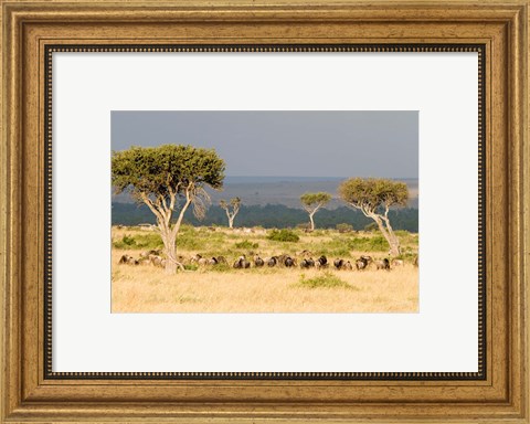 Framed Masai Mara National Reserve, Kenya Print