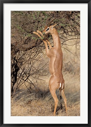 Framed Male gerenuk (Litocranius waller) eating leaves, Samburu National Park, Rift Valley Province, Kenya Print