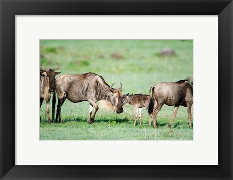 Framed Wildebeest, Ndutu, Ngorongoro, Tanzania Print