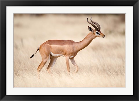 Framed Male gerenuk (Litocranius walleri) standing in field, Samburu National Park, Rift Valley Province, Kenya Print