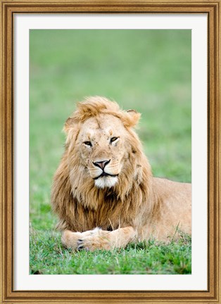 Framed Lion (Panthera leo) lying in grass, Masai Mara National Reserve, Kenya Print