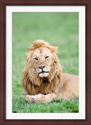 Framed Lion (Panthera leo) lying in grass, Masai Mara National Reserve, Kenya Print