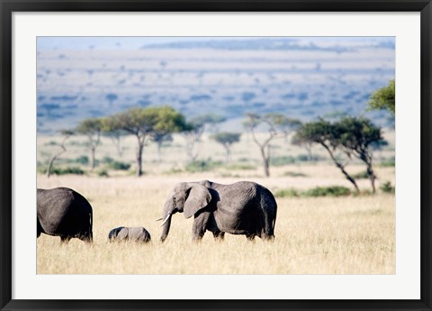 Framed African elephant (Loxodonta africana) with its calf walking in plains, Masai Mara National Reserve, Kenya Print
