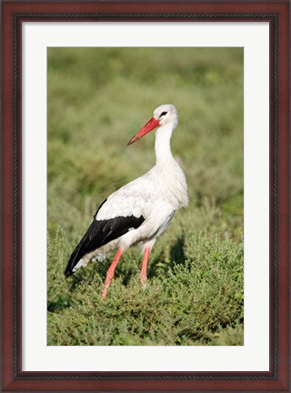 Framed White stork (Ciconia ciconia) in a field, Ngorongoro Crater, Ngorongoro, Tanzania Print