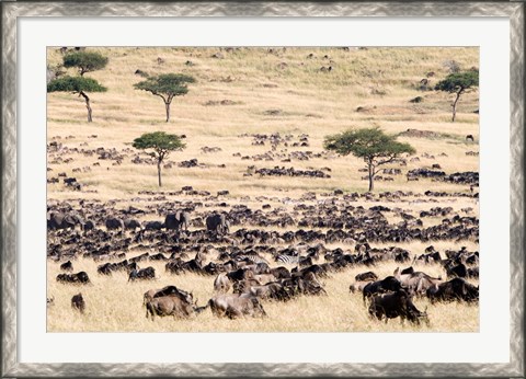 Framed Great migration of wildebeests, Masai Mara National Reserve, Kenya Print