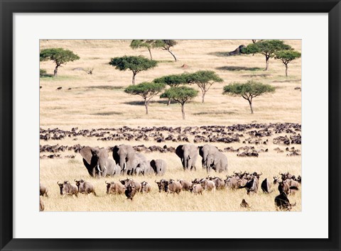 Framed Wildebeests with African elephants (Loxodonta africana) in a field, Masai Mara National Reserve, Kenya Print