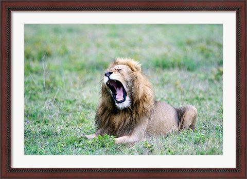 Framed Lion (Panthera leo) yawning in a field, Ngorongoro Crater, Ngorongoro, Tanzania Print