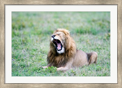 Framed Lion (Panthera leo) yawning in a field, Ngorongoro Crater, Ngorongoro, Tanzania Print