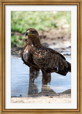 Framed Tawny Eagle, Ndutu, Ngorongoro, Tanzania Print