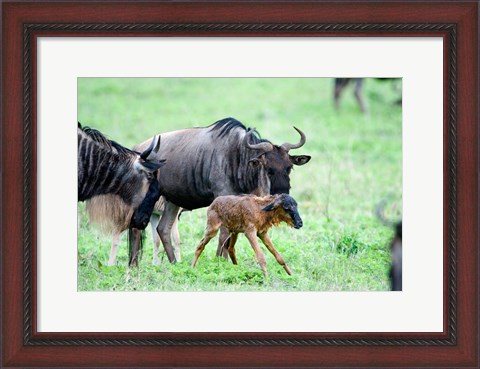 Framed Newborn Wildebeest Calf with its Parents, Ndutu, Ngorongoro, Tanzania Print