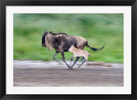 Framed Newborn wildebeest calf running with its mother, Ndutu, Ngorongoro, Tanzania Print