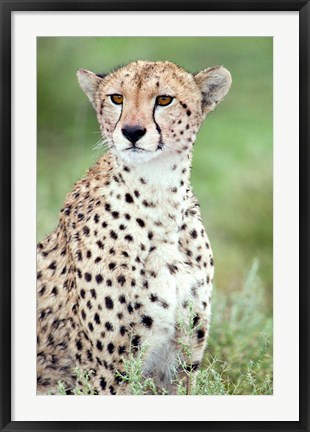 Framed Close-up of a female cheetah (Acinonyx jubatus) in a forest, Ndutu, Ngorongoro, Tanzania Print