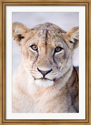 Framed Close-up of a lioness (Panthera leo), Tarangire National Park, Tanzania Print