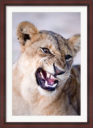 Framed Close-up of a lioness (Panthera leo) looking angry, Tarangire National Park, Tanzania Print
