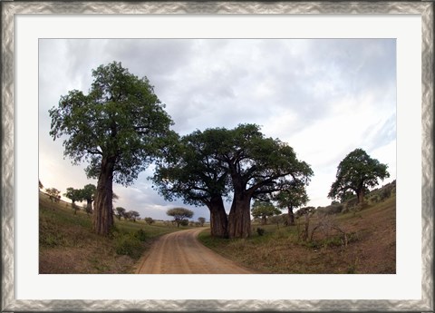 Framed Baobab Trees (Adansonia digitata) in a forest, Tarangire National Park, Tanzania Print