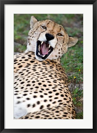 Framed Snarling Cheetah, Ndutu, Ngorongoro, Tanzania Print