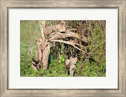 Framed Cheetah Cubs Climbing a Tree, Ndutu, Ngorongoro, Tanzania Print