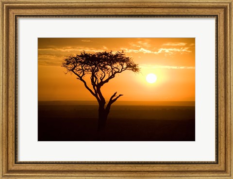 Framed Silhouette of tree at dusk, Tanzania Print