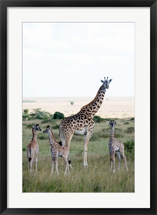 Framed Masai giraffes (Giraffa camelopardalis tippelskirchi) and calves in a forest, Masai Mara National Reserve, Kenya Print