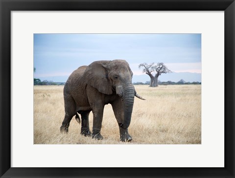 Framed African elephant (Loxodonta africana) walking in a forest, Tarangire National Park, Tanzania Print
