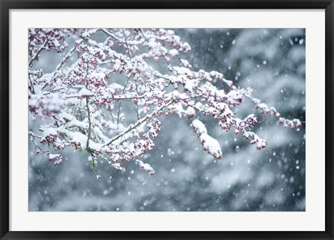 Framed Snow covered branch during snowing, Washington State, USA Print