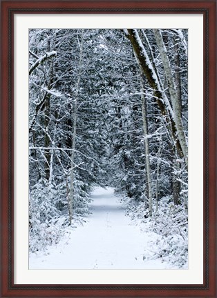 Framed Snow Covered Road Through a Forest, Washington State Print