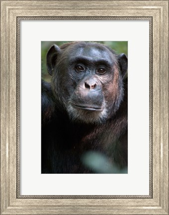 Framed Close-up of a Chimpanzee (Pan troglodytes), Kibale National Park, Uganda Print