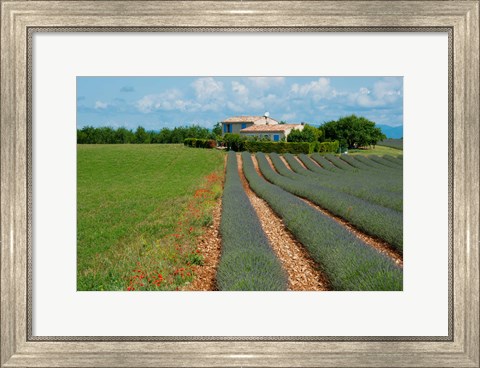 Framed Lavender field, Plateau de Valensole, Alpes-de-Haute-Provence, Provence-Alpes-Cote d&#39;Azur, France Print