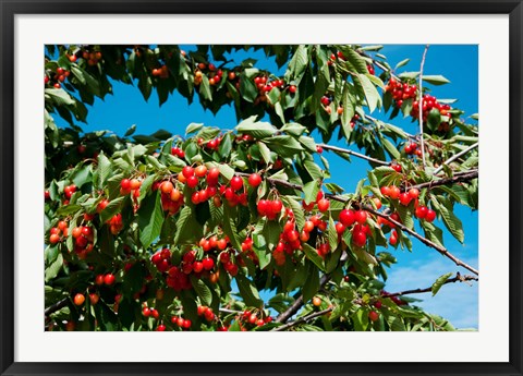 Framed Cherries to be Harvested, Cucuron, Vaucluse, Provence-Alpes-Cote d&#39;Azur, France (horizontal) Print