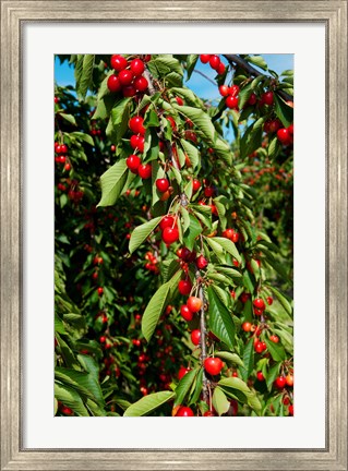 Framed Cherries to be Harvested, Cucuron, Vaucluse, Provence-Alpes-Cote d&#39;Azur, France (vertical) Print