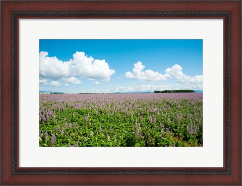 Framed Field with flowers near D8, Brunet, Plateau de Valensole, Alpes-de-Haute-Provence, Provence-Alpes-Cote d&#39;Azur, France Print