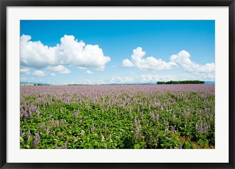 Framed Field with flowers near D8, Brunet, Plateau de Valensole, Alpes-de-Haute-Provence, Provence-Alpes-Cote d&#39;Azur, France Print