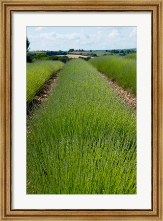 Framed Lavender Field, Route de Manosque, Plateau de Valensole, Alpes-de-Haute-Provence, Provence-Alpes-Cote d&#39;Azur, France Print